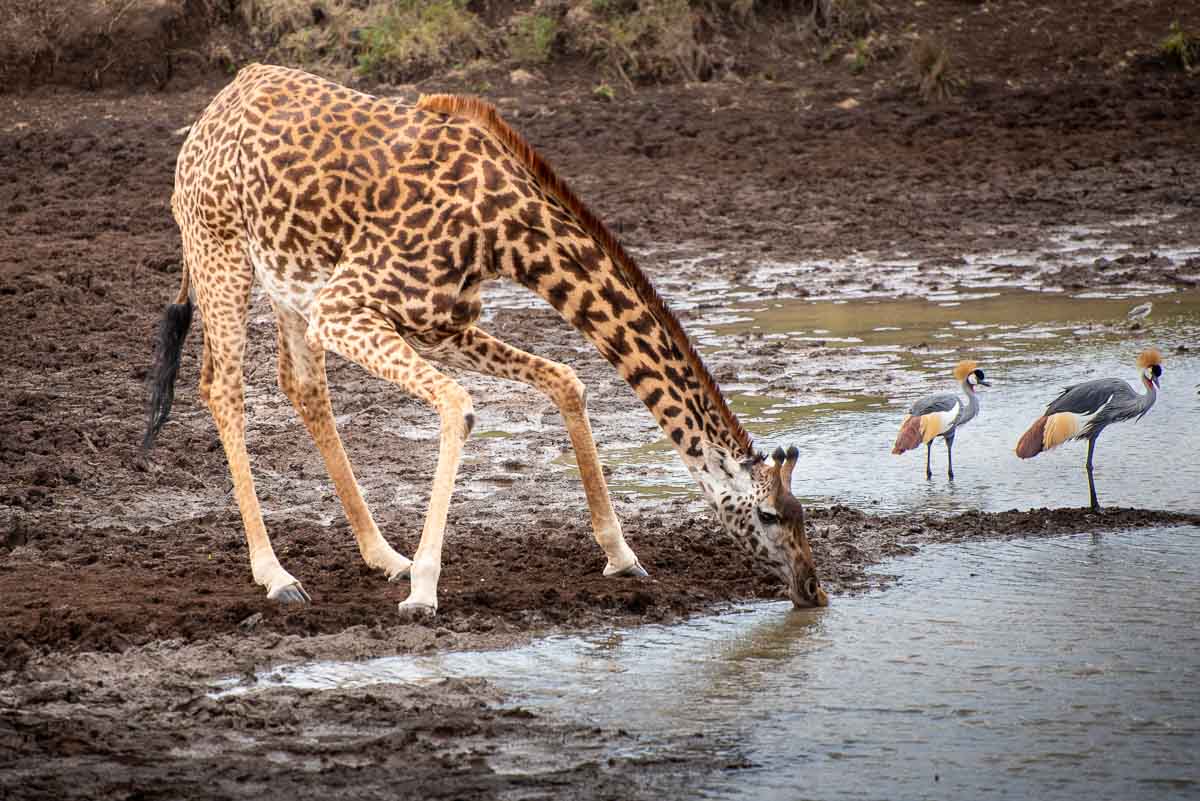 Nairobi National Park