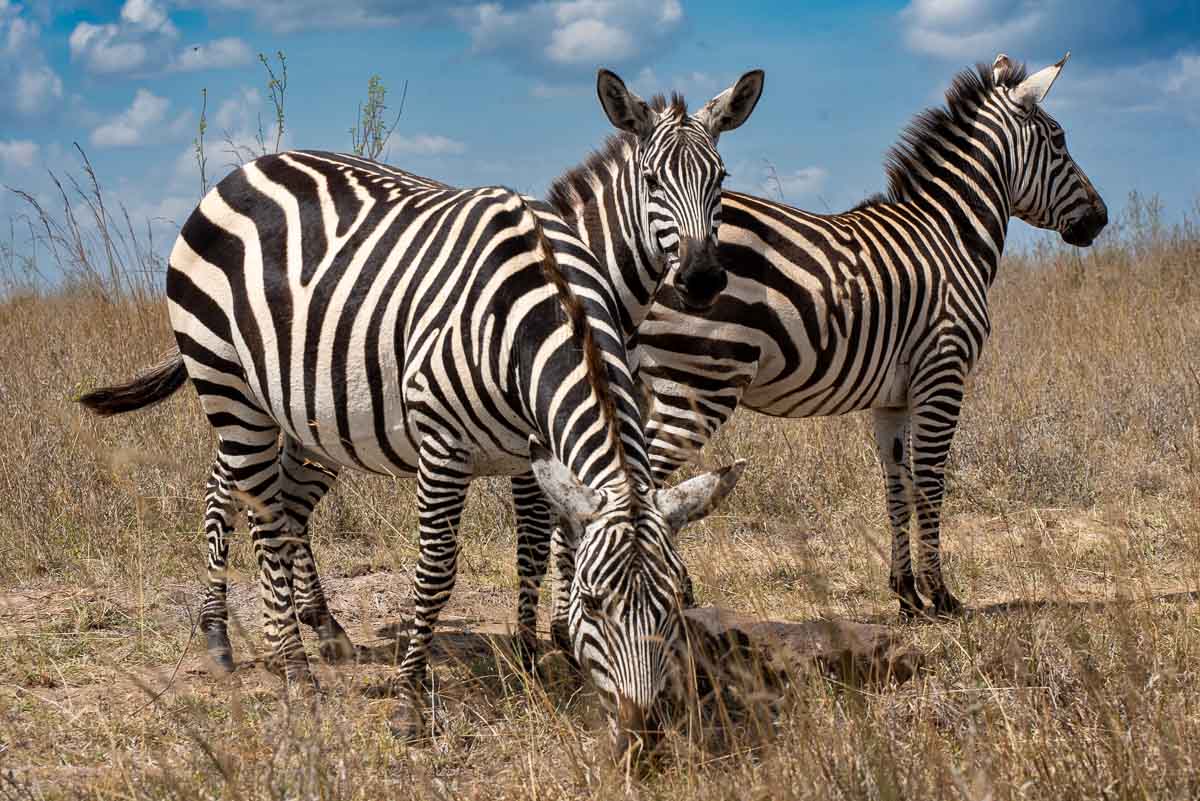 Zebras Nairobi National Park