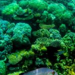 snorkeling Great Barrier Reef
