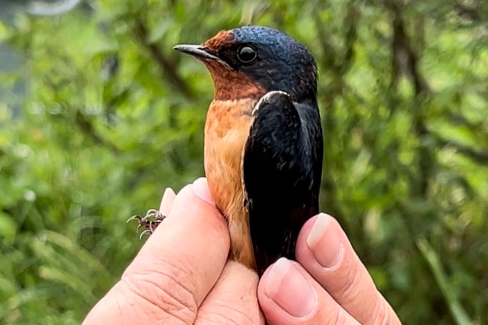 Winnipeg wetlands bird banding Oak Hammock Marsh