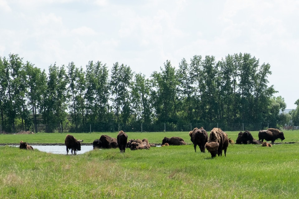 Fortwhyte Alive Winnipeg attraction