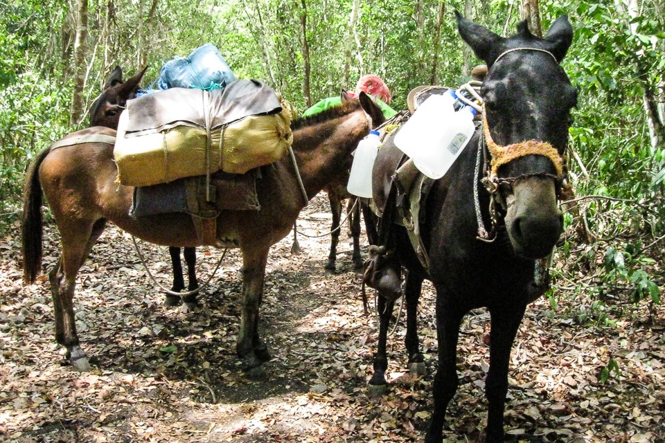 el mirador mules