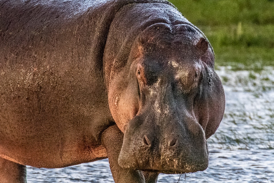 kenya hippo face