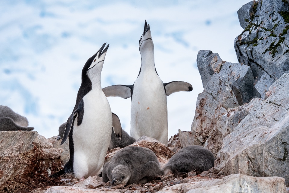 Chinstrap penguins Antarctica