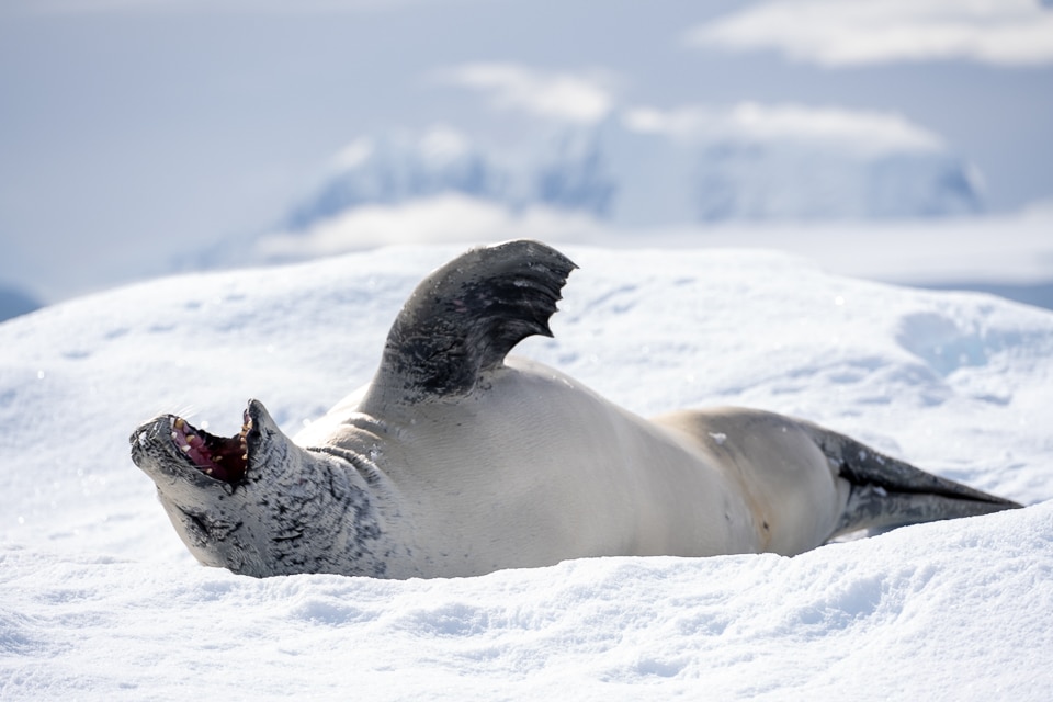 Crabeater Seal Antarctica
