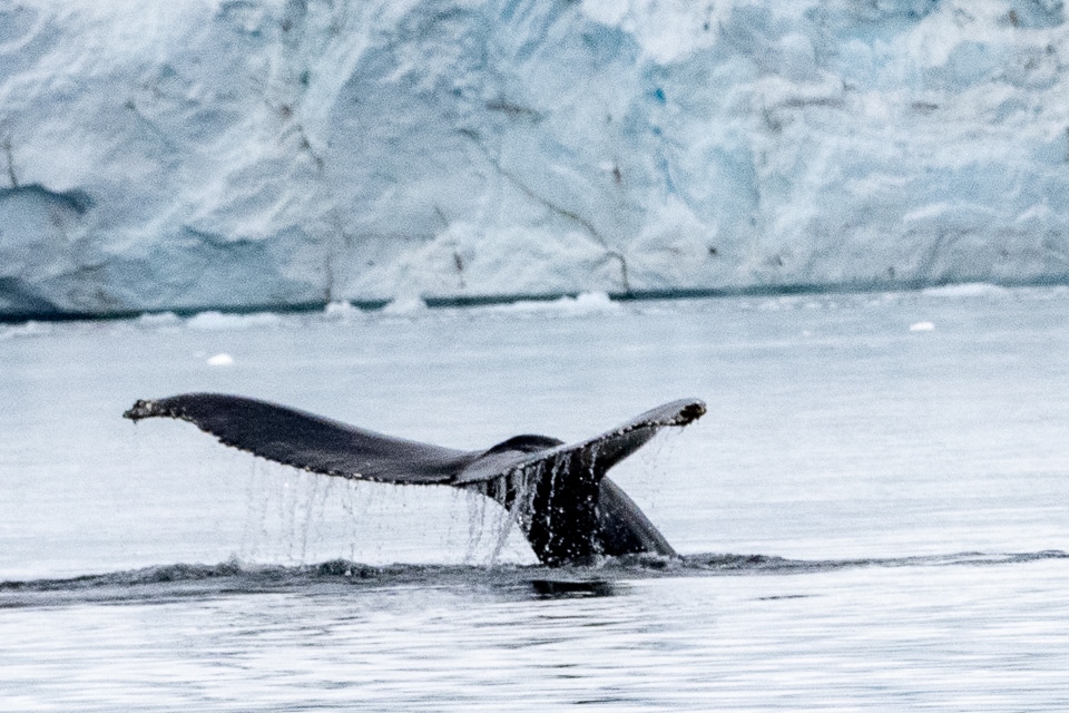 humpback whales antarctica