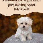 Pet Care while on vacation