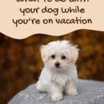 What to do with your dog while on vacation
