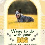 Arranging pet care while on vacation