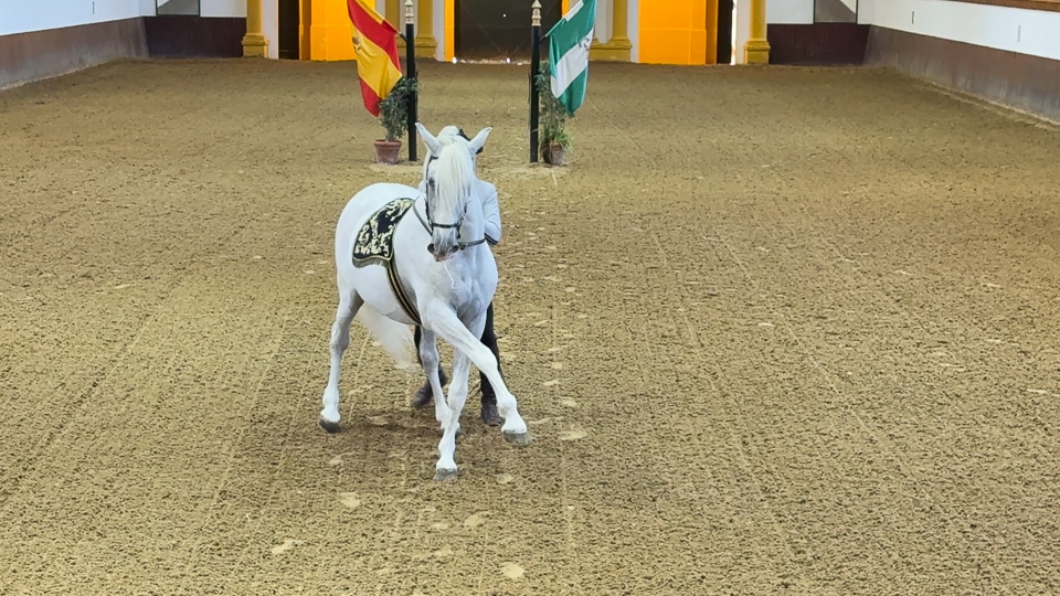 Carthusian horses and riders performing at the Royal Andalusian School of Equestrian Art in Jerez de la Frontera Spain