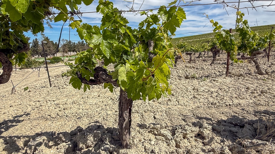 Pale sandy salty soil of the sherry vineyards at Viña Lorente y Barba near Jerez de la Frontera Cádiz Spain