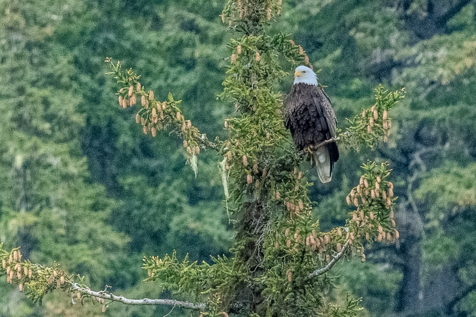 Bald eagle perched along the Inner Passage waterway near Glacier Bay, Alaska