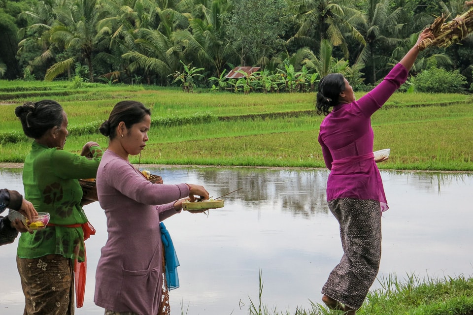 bali rice ceremony offering to the gods or travel insurance