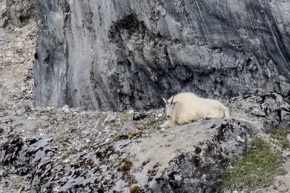 Mountain goats on rocky cliffs above Glacier Bay National Park, Southeast Alaska