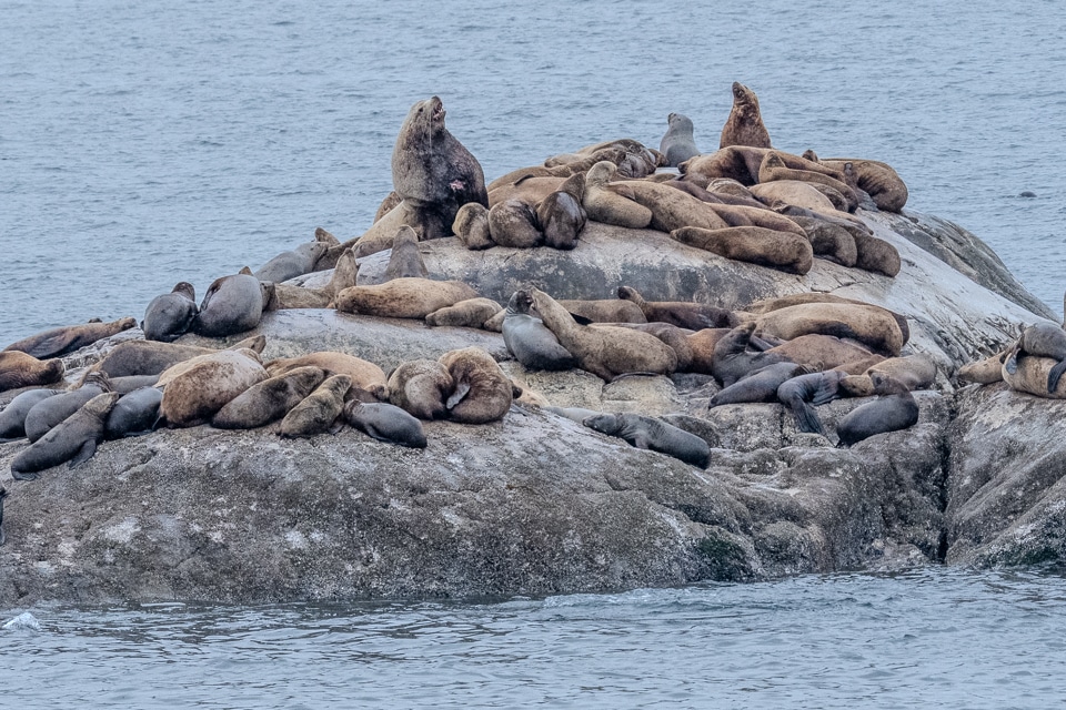 Steller sea lions hauled out on South Marble Island, Glacier Bay National Park
