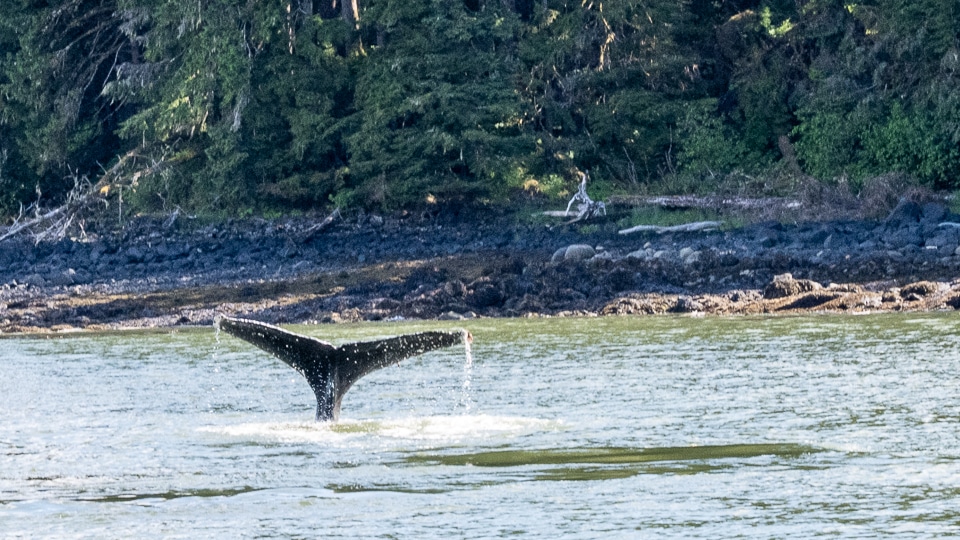 Humpback whale fluke breaking the surface near shore in Frederick Sound near LeConte Glacier, Alaska