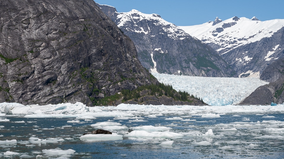 Harbor seal resting with her pup on an iceberg near LeConte Glacier, Alaska