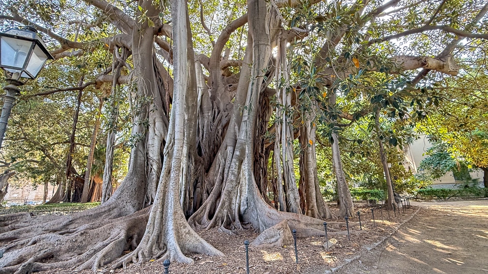 Palermo botanical garden ficus tree
