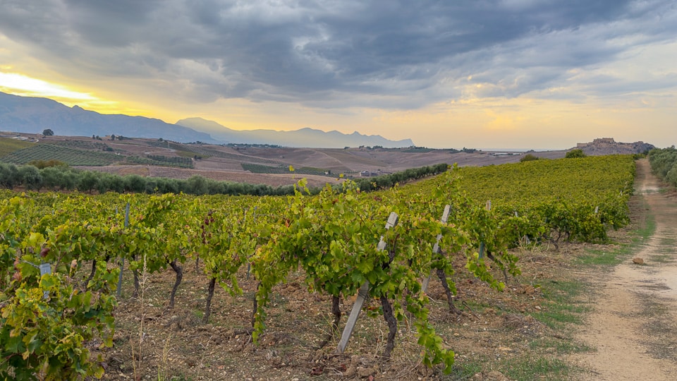 Vineyard view Elios winery Sicily